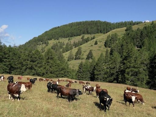 Mucche in un alpeggio (foto archivio Arev) Mucche in un alpeggio (foto archivio Arev)