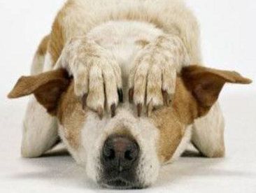 Multa salata al proprietario di un cane maltrattato (immagine dal sito web www.crotoneinforma.it) Multa salata al proprietario di un cane maltrattato (immagine dal sito web www.crotoneinforma.it)