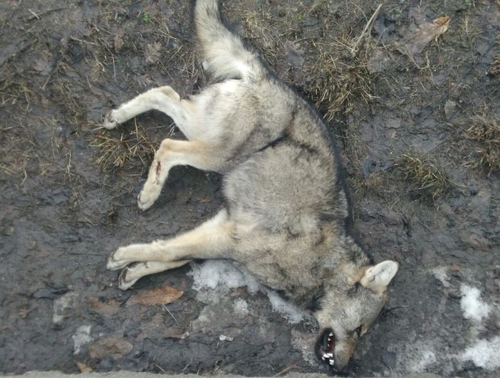 Un lupo rinvenuto morto in Valle d'Aosta (immagine di repertorio) Un lupo rinvenuto morto in Valle d'Aosta (immagine di repertorio)