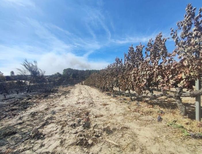 Vicinanza del Cervim ai viticoltori della Galizia colpiti dagli incendi Vicinanza del Cervim ai viticoltori della Galizia colpiti dagli incendi