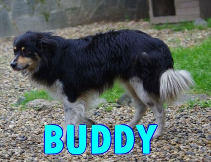 Quattro zampe in cerca di casa Quattro zampe in cerca di casa