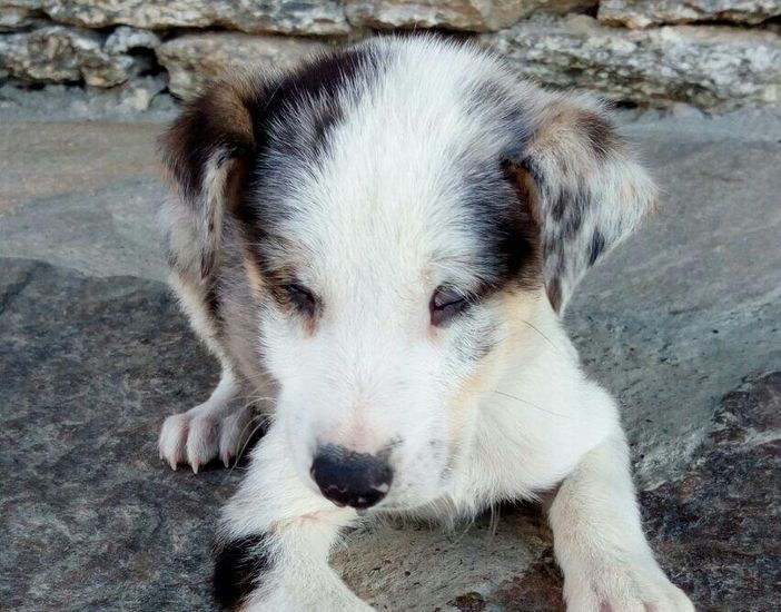 Un anziano su due vive meglio in compagnia di un animale Un anziano su due vive meglio in compagnia di un animale
