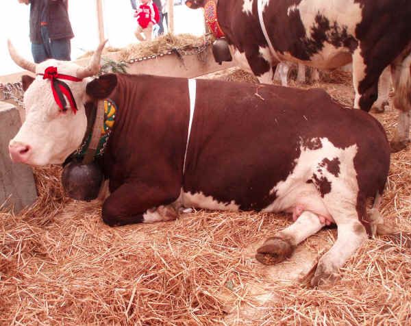 Un esemplare 'doc' di pezzata rossa valdostana Un esemplare 'doc' di pezzata rossa valdostana