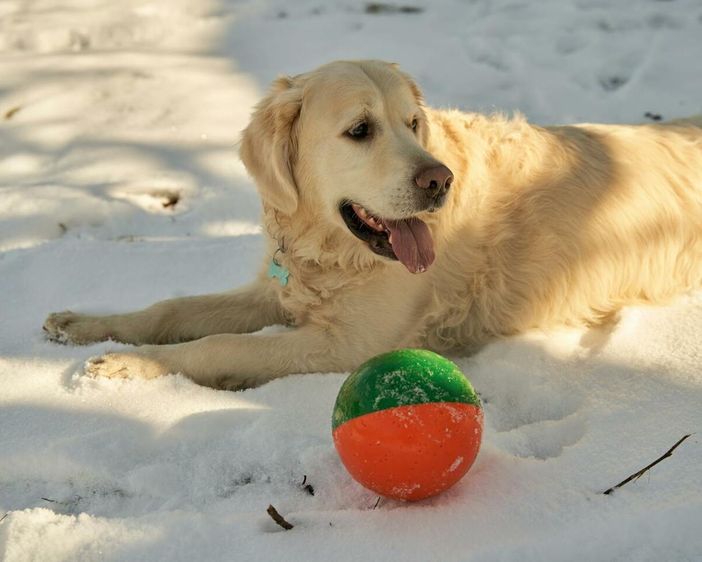 Displasia dell'Anca nel Cane: Come Riconoscerla e Come Trattarla