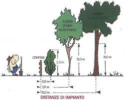 Il rispetto delle distanze dai confini quando si piantano alberi