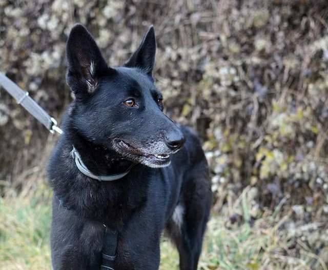 MILLY SIMIL PASTORE BELGA DOLCISSIMA CERCA CASA