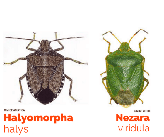 cimice asiatica è invasione cimice asiatica è invasione