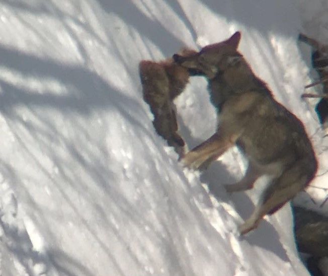 Il lupo addenta la preda appena catturata (foto e video di David Chesaux, nella mini gallery)