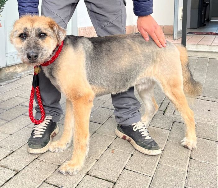 SPANK BELLO E SIMPATICO ALLA RICERCA DI UNA CASA SPANK BELLO E SIMPATICO ALLA RICERCA DI UNA CASA