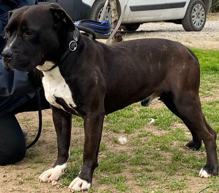 NELSON cucciolone mix pit amstaff, con leishmania