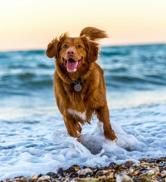 In partenza l'edizione 2025 del percorso formativo per giovani proprietari di cani