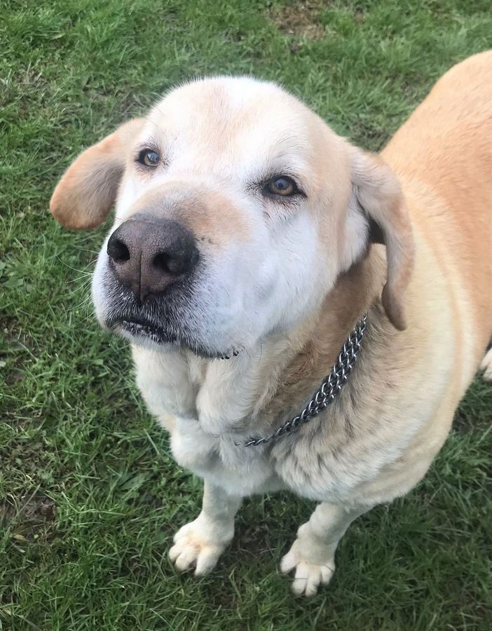 BELLISSIMO HAPPY LABRADOR NOVI LIGURE BELLISSIMO HAPPY LABRADOR NOVI LIGURE