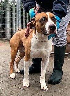 BRIAN PIT NUOVO INGRESSO ALLA LEGA NAZIONALE PER LA DIFESA DEL CANE