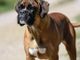 Cani e problemi respiratori, le 12 razze a rischio dal pechinese al boxer