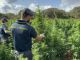 Scoperta nel Sassarese maxi piantagione di marijuana da 4.600 piante