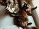 Viaggiare con gli animali in Europa: scattano le nuove regole UE su passaporti e salute