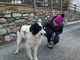 Cane scomparso da Rosazza ritrovato dopo 3 mesi in Valle d'Aosta, l’incredibile storia di Bosco