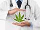 Cannabis in medicina: principi attivi e utilizzi