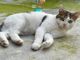 Cani e gatti in cerca di affetto Cani e gatti in cerca di affetto