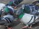 Aosta: Tonino dichiara guerra all’avifauna urbana Aosta: Tonino dichiara guerra all’avifauna urbana