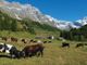 Valturnenche celebra la sua zootecnia: una giornata dedicata agli allevatori e alle bovine Valturnenche celebra la sua zootecnia: una giornata dedicata agli allevatori e alle bovine