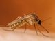 West Nile, il virus arriva in Valle d’Aosta: trovato in due uccelli selvatici