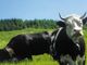 Indagine della procura aostana sulle bovine 'truccate' (immagine da sito web www.parks.it)