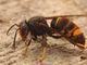 Corso di formazione per il riconoscimento e la neutralizzazione della specie invasiva Vespa velutina