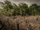 © Luis Barreto - WWF