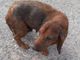 TARTUFO BELLISSIMO LAGOTTO DALL'ABRUZZO AL PIEMONTE IN CERCA DI FAMIGLIA