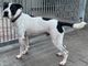 BLACK  cagnolone  gentile