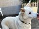 LUCKY WOODY BELLISSIMO OCCHI TRISTI