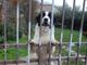 CANI E VACANZE:  è meglio lasciarli a casa o portarli con noi?  Ecco alcuni consigli pratici!