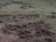 Per gli agricoltori all’emergenza coronavirus si aggiunge la calamità cinghiali