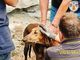 Una cane finito in un tubo salvato dai Vigili del fuoco