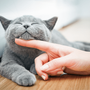 Farmaci, da Gemmato ok a uso veterinario anti Covid che salva i gatti