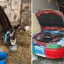 Napoli-Cagliari, l''asino azzurro' e l'auto tricolore: i sequestri verso lo scudetto