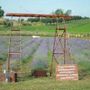 Roma profuma di lavanda: torna la terza edizione della Festa al Lavandeto