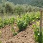 Entro il 31 marzo domande per autorizzazioni  nuovi impianti viticoli