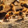 Le api sono in pericolo: senza di loro, il nostro futuro è a rischio