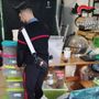 Cannabis OGM sequestrata a Nus: allarme per una mutazione mai vista prima in Valle d’Aosta