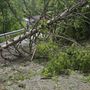 Intervento dei Vigili del Fuoco sulla SR25: strada riaperta dopo la caduta di alberi a Valgrisenche
