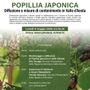 Allerta Popillia japonica: a Donnas un incontro per fermare l'insetto killer