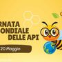 Giornata mondiale delle api: il respiro silenzioso della Valle d’Aosta tra miele, futuro e comunità