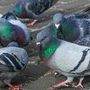 Aosta: Tonino dichiara guerra all’avifauna urbana Aosta: Tonino dichiara guerra all’avifauna urbana