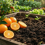 Il compost in maschera: le arance della battaglia tornano... alla terra