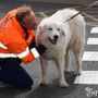 Comprare un cucciolo all'estero: come farselo spedire in Italia Comprare un cucciolo all'estero: come farselo spedire in Italia