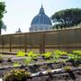 L’orto del Papa, nei Giardini Vaticani, diventa al 100% biologico L’orto del Papa, nei Giardini Vaticani, diventa al 100% biologico