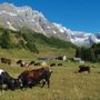 Valturnenche celebra la sua zootecnia: una giornata dedicata agli allevatori e alle bovine
