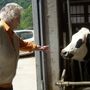 Mamma Ilda e la mucca Mamma Ilda e la mucca